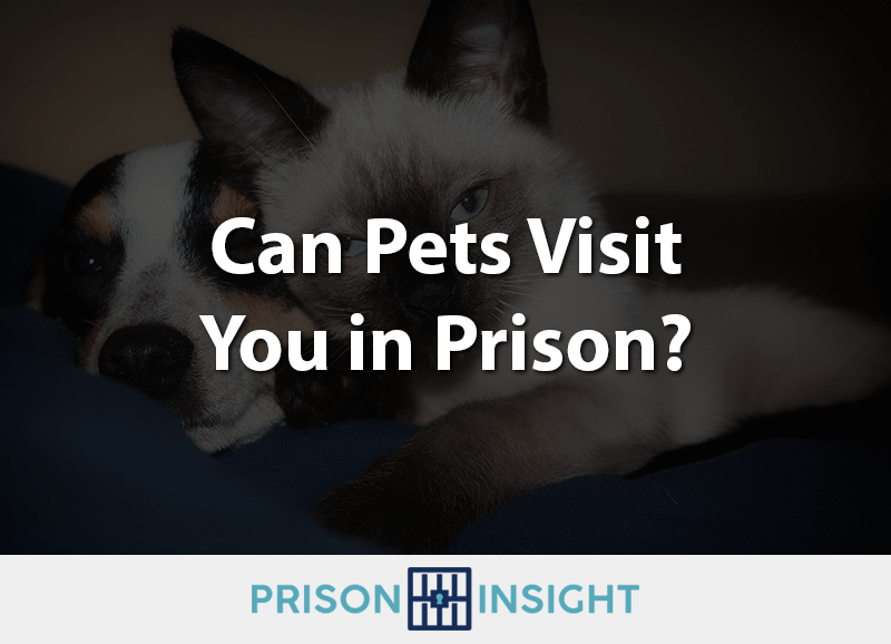 Can Pets Visit You in Prison? - Inmate Lookup
