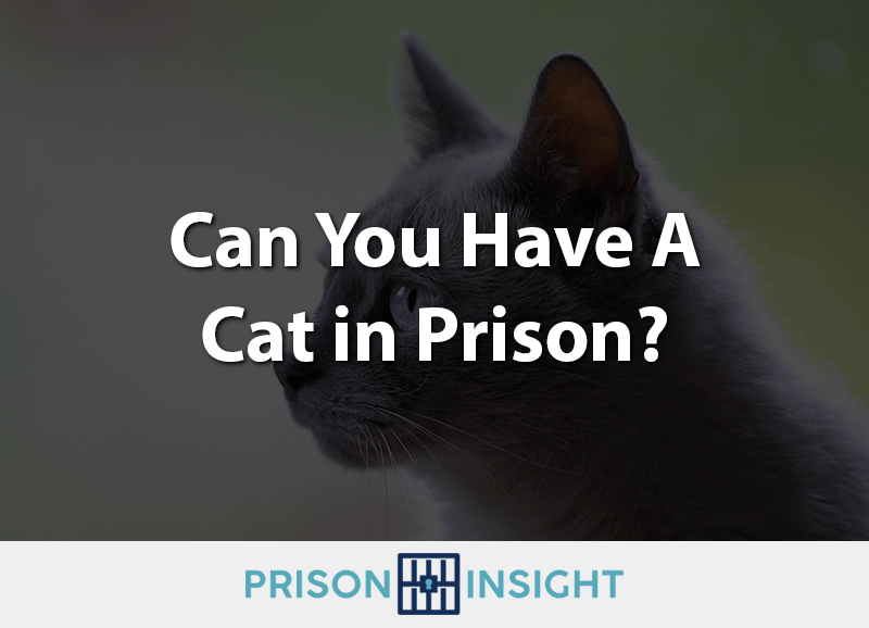 Can You Have A Cat In Prison? - Inmate Lookup