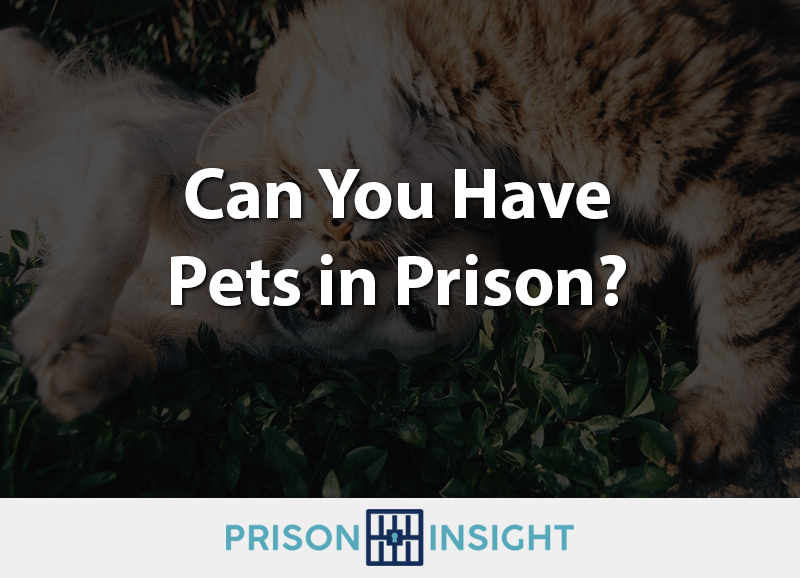 Can You Have Pets in Prison? - Inmate Lookup