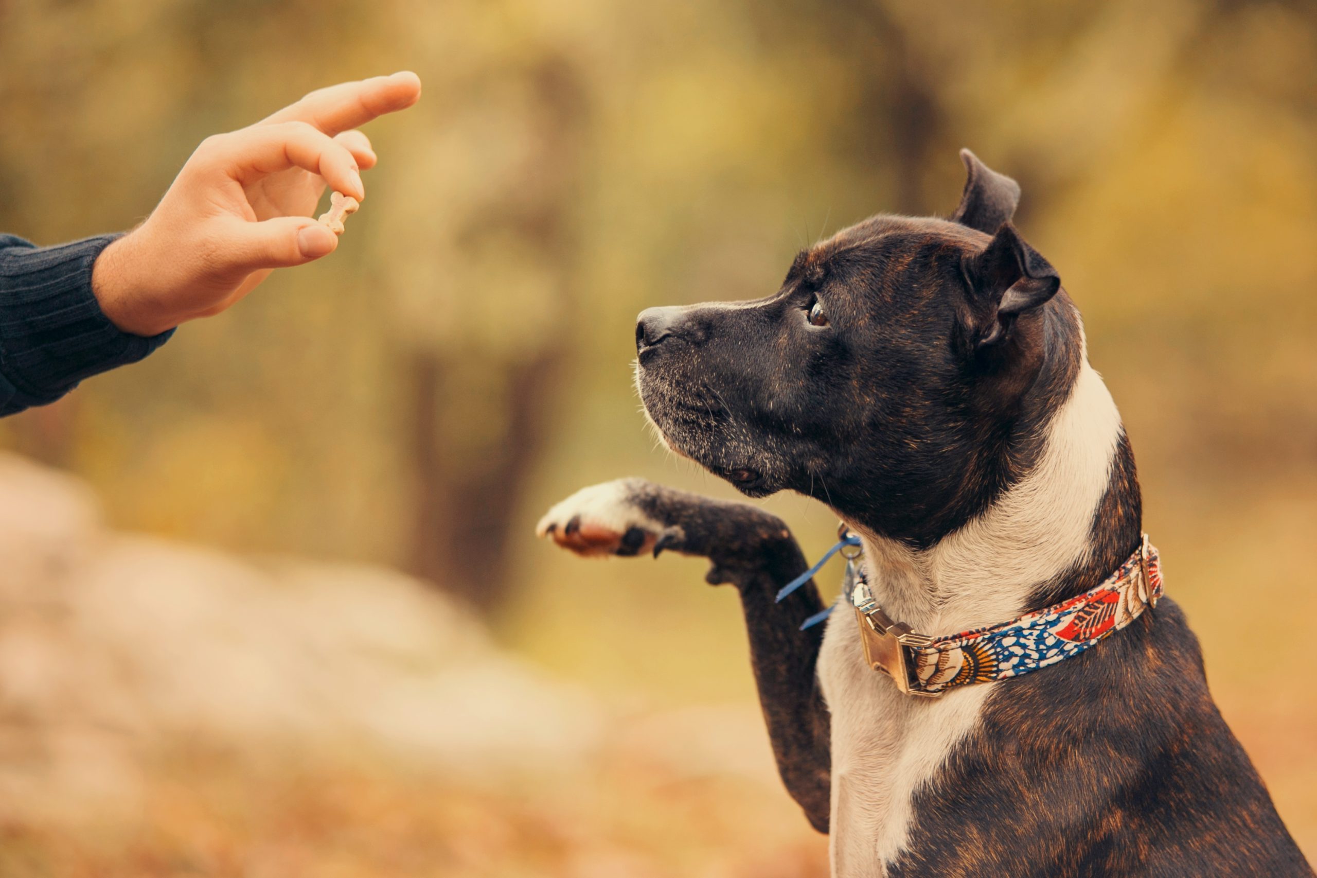 Inmate Dog Training Program, FCI Terre Haute Partners with Local Humane