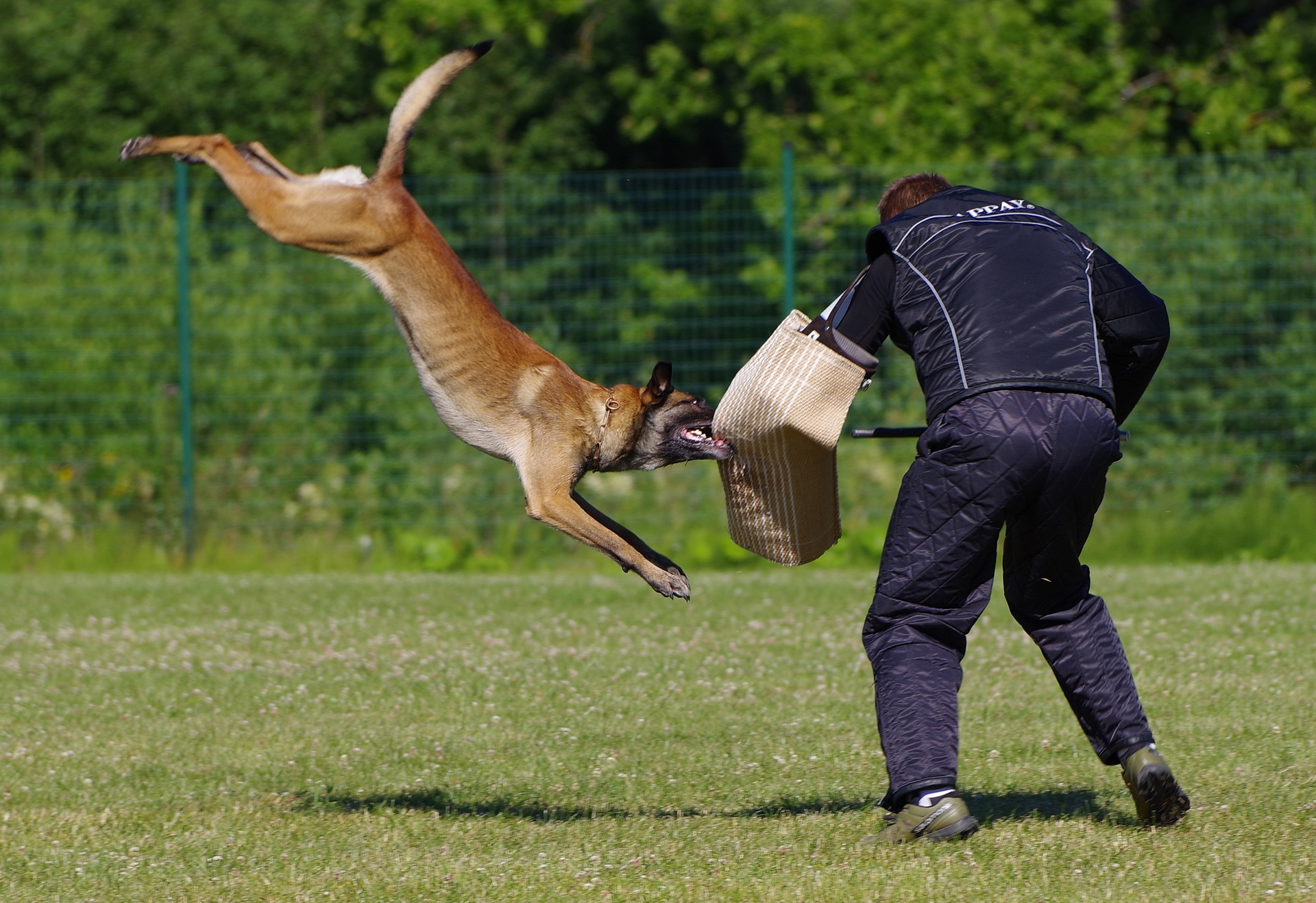 Legislation aims to curtail use of attack-trained patrol dogs in Virginia State Prisons - Inmate Lookup