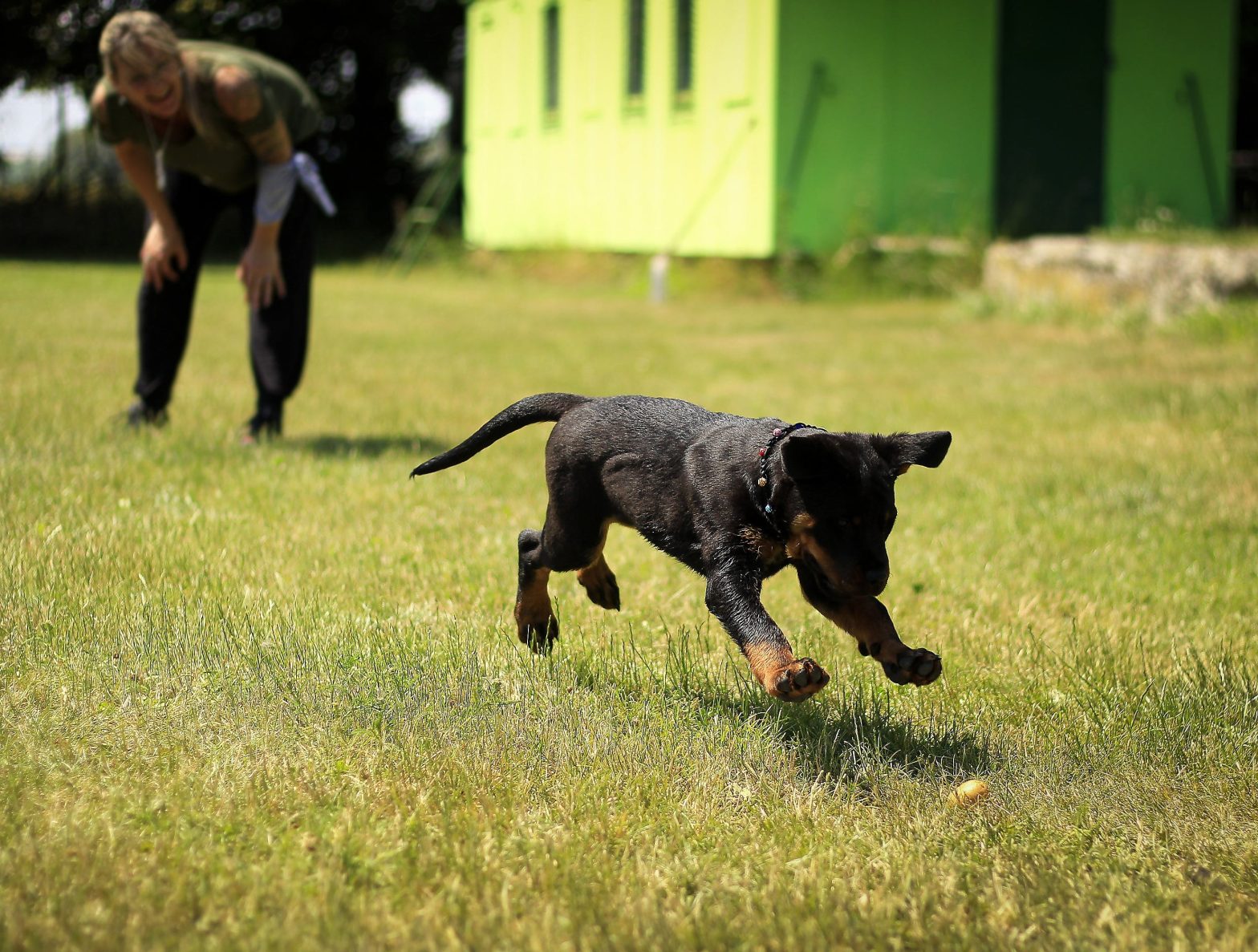 Dog training on lawn grass. Jail Dog Program - Gwinnett County Jail