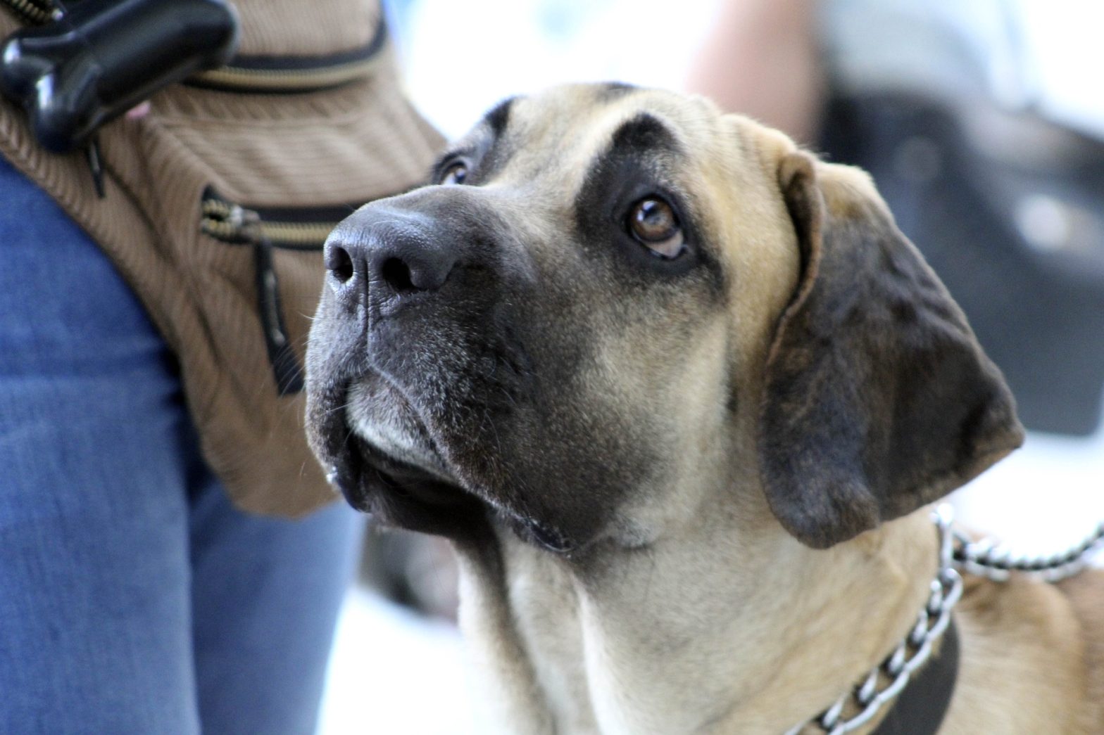 An image of a dog with a human companion. News - Paws for Life K9 Rescue receive Inspire Change Changemaker Award from Los Angeles Chargers