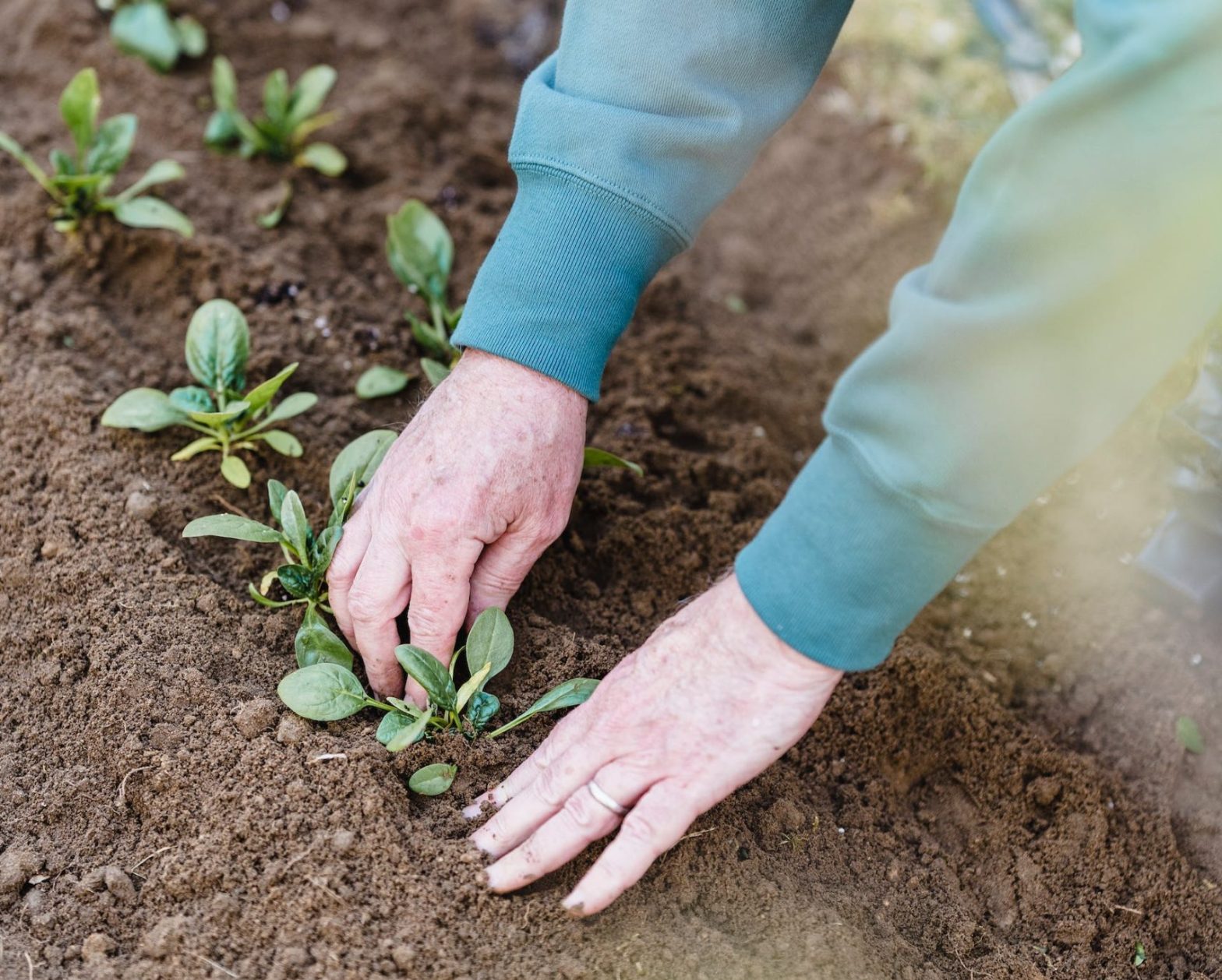 An image of a pair of hands planting crops. News - Indian River County Jail implements River Farms program to reduce recidivism among female inmates